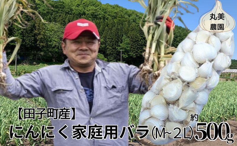 丸美農園 田子町産にんにく家庭用バラ約500g・M～2L