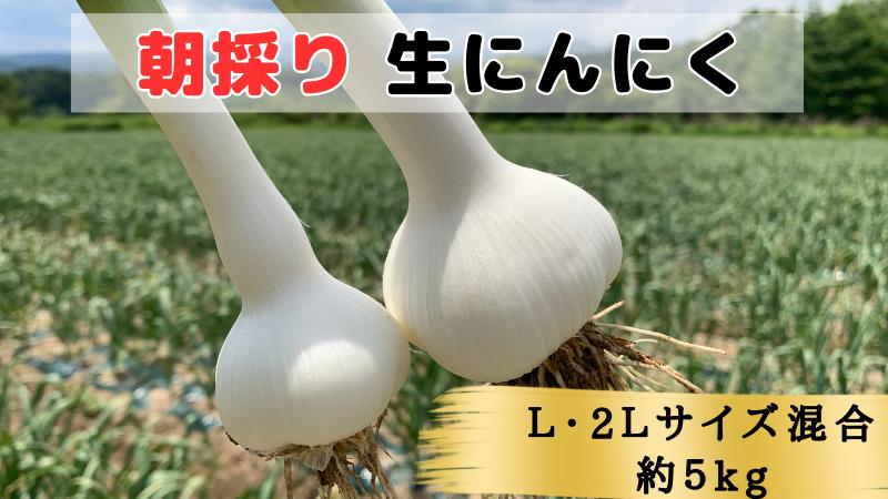 【生にんにく田子町産 (なま)】L＆2L size『5kg』