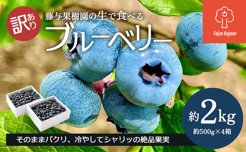 訳あり ブルーベリー 2kg 生ブルーベリー 国産ブルーベリー 国産 フルーツ 果物 くだもの 旬のフルーツ 旬の果物 季節のフルーツ 季節の果物 わけあり果物 訳ありフルーツ キズ 訳アリ 岩手 岩手県 盛岡市