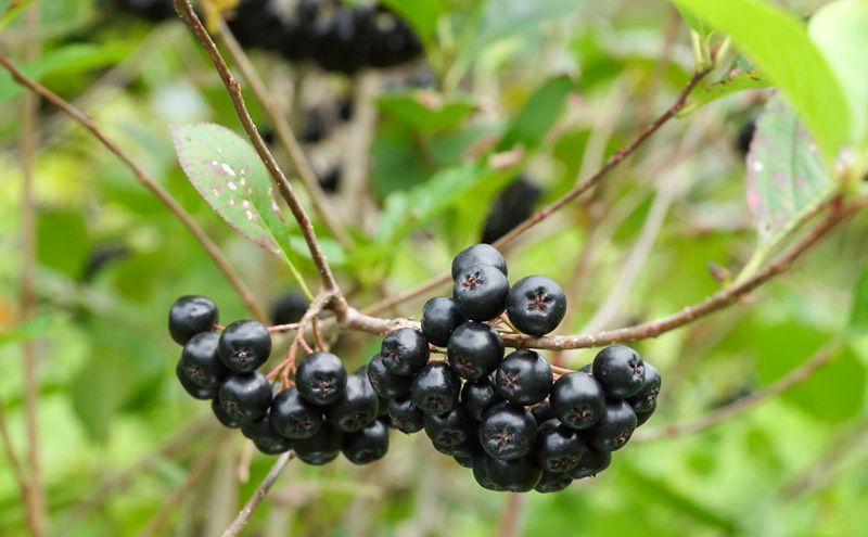 盛岡市産アロニア果汁使用「アロニアサイダー」24本セット 340ml