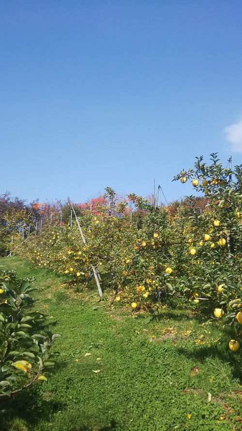 佐々木果樹園 乙部角屋謹製 りんごジャム2個セット フルーツジャム すりたてりんごジャム 盛岡りんご パン 調味料 隠し味 塗る ジャムセット 食べ比べ