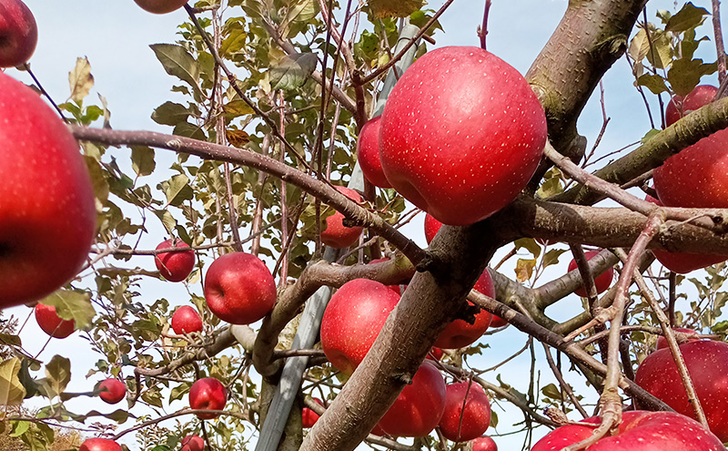 数量限定 先行予約 りんご サンふじ 約5kg 13～16玉入 11月下旬より出荷 有機肥料 無袋栽培 林檎 リンゴ 果物 フルーツ 旬の果物 旬のフルーツ 季節の果物 季節のフルーツ 岩手りんご 限定 岩手県 盛岡市
