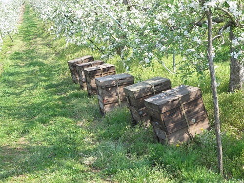 佐々木果樹園 乙部角屋謹製 りんごジャム2個セット フルーツジャム すりたてりんごジャム 盛岡りんご パン 調味料 隠し味 塗る ジャムセット 食べ比べ