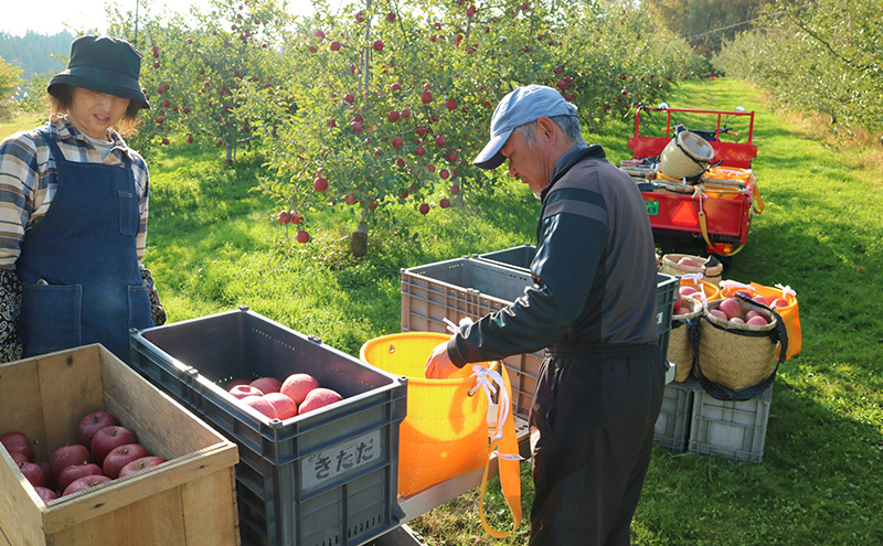 先行予約【12月発送】盛岡 北田りんご園 完熟サンふじ 約5kg（14～20玉） 果物類 フルーツ デザート 果汁 甘い 酸味 バランス