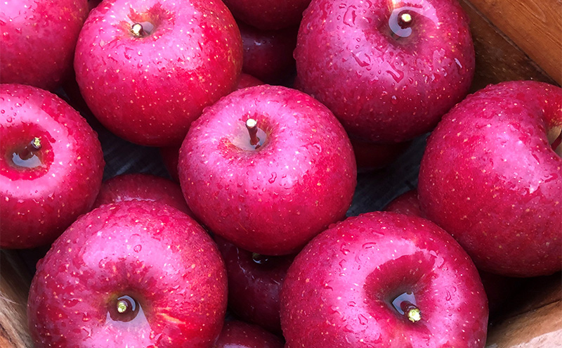 りんご 先行予約 家庭用 完熟 サンふじ 約 3kg (8～12玉) 田村ふぁーむ フルーツ 果物 冬 旬 旬のフルーツ 規格外 傷 不揃い 先行 予約 盛岡市産 林檎 リンゴ 岩手 岩手県 盛岡 盛岡市 12月発送　お届け：2025年12月1日～2025年12月25日