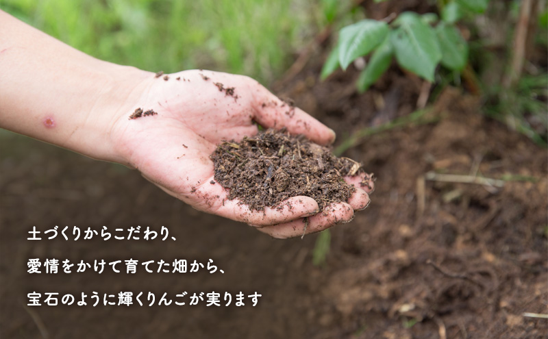 【2025年先行予約 9月中旬より発送】 盛岡りんご 「紅いわて」  約 5kg 14～16玉 贈答 生産者直送