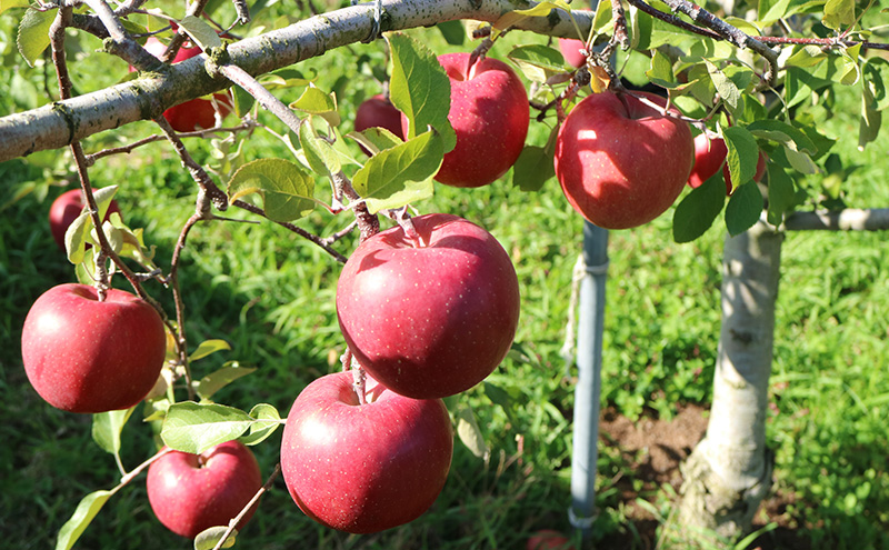 先行予約【1月発送】盛岡北田りんご園 完熟サンふじ＆シナノゴールド詰め合わせ 約5kg（14～20玉） 果物類 王様 果汁 甘 酸味 バランス 晩生種 代表 黄色い シャッキシャキ 濃厚 人気 貯蔵性