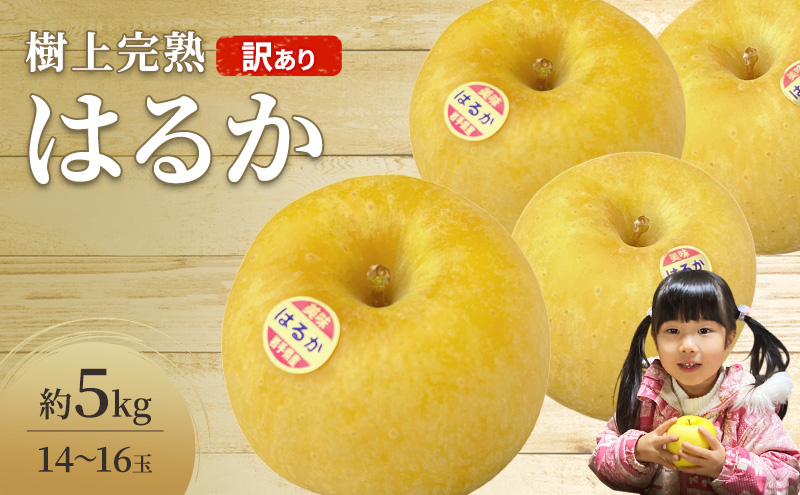先行予約 訳あり りんご はるか 5kg 16玉 樹上完熟 林檎 リンゴ 果物 くだもの フルーツ 旬の果物 旬のフルーツ 季節の果物 季節のフルーツ 岩手りんご 訳アリ 直送 岩手 岩手県 盛岡市