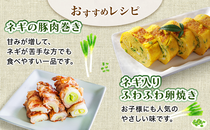 岩手県盛岡市産長ネギ 3kg ねぎ 新鮮 野菜 長ネギ 白ネギ 長ねぎ 白ねぎ 葱 国産 甘い 美味しい おいしい 鍋