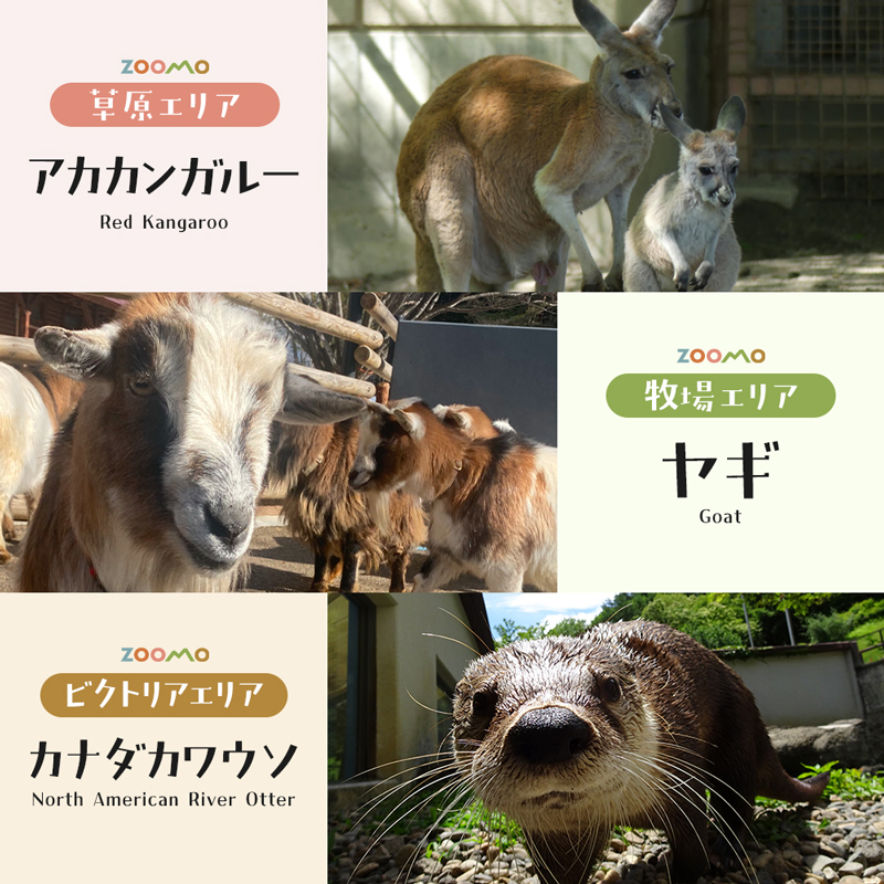 盛岡市動物公園ZOOMO入園チケット（大人2枚小中学生2枚セット）