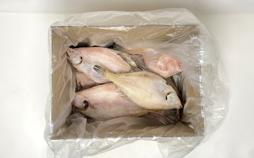 なんじゃもんじゃ訳あり未利用魚かれい　2kgセット【配送不可地域：離島】