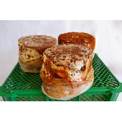 【家庭で楽しめる】舞茸の菌木　3個