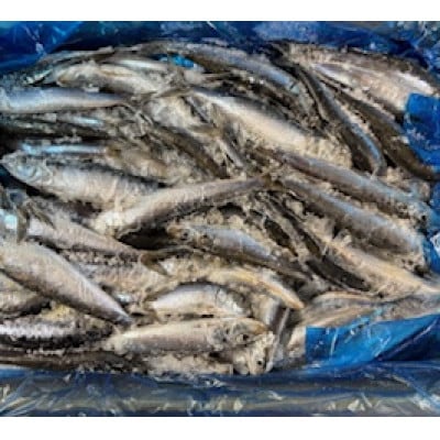 冷凍真いわし 10kg【配送不可地域：離島】