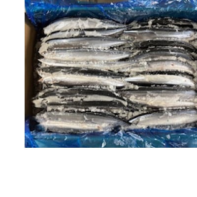 冷凍サンマ　10kg【配送不可地域：離島】