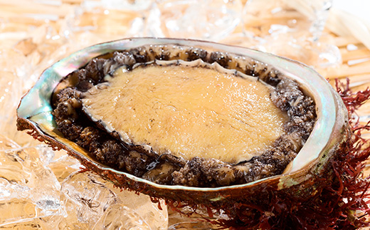 【三陸重茂産】天然　蝦夷あわび(2号品)500g(冷凍)【配送不可地域：離島】