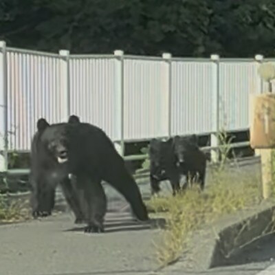 【返礼品なし】熊被害対策支援(岩手県宮古市)　寄附額5,000円