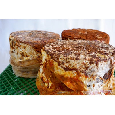 【家庭で楽しめる】舞茸の菌木　3個