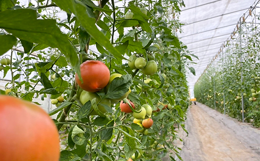 岩手県宮古市産　上山農園の無添加トマトジュース【水・砂糖・塩・保存料不使用】