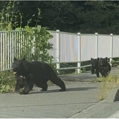 【返礼品なし】熊被害対策支援(岩手県宮古市)　寄附額10,000円