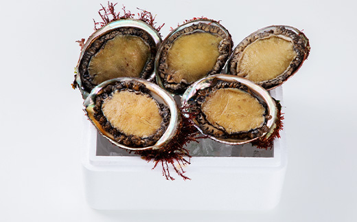 【三陸重茂産】天然　蝦夷あわび(2号品) 1kg(冷凍)【配送不可地域：離島】