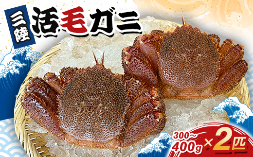 三陸活毛ガニ 300g～400g×2匹【配送不可地域：離島・沖縄県・九州】