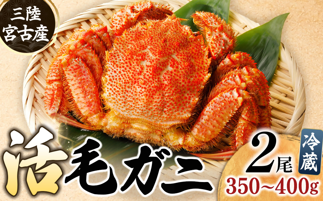 三陸宮古産　活毛ガニ　350g～400g×2杯【配送不可地域：離島・沖縄県・九州】