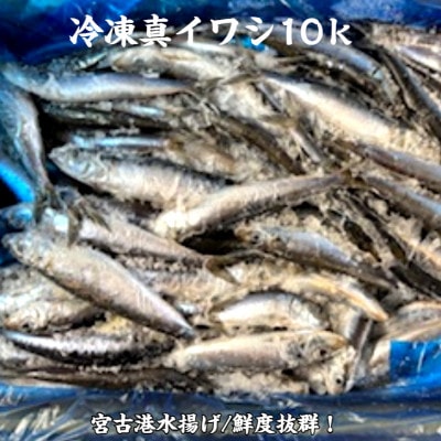 冷凍真いわし 10kg【配送不可地域：離島】