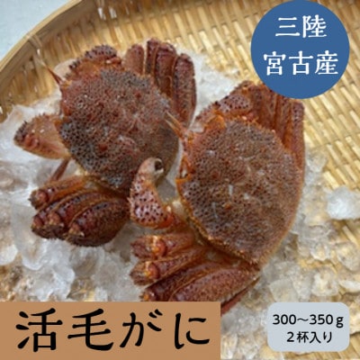 三陸宮古産　活毛ガニ　300g～350g×2杯【配送不可地域：離島・沖縄県・九州】