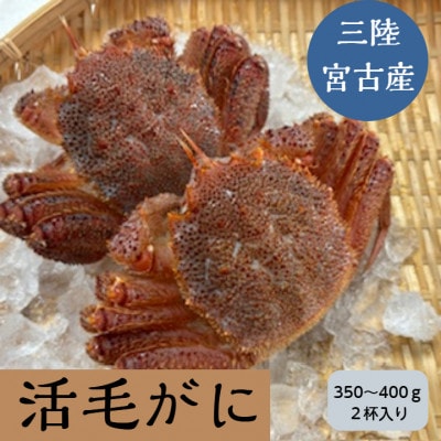 三陸宮古産　活毛ガニ　350g～400g×2杯【配送不可地域：離島・沖縄県・九州】
