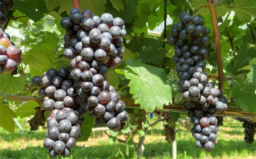 大迫佐藤葡萄園ツヴァイゲルト2本セット（赤・ロゼ・干しぶどう） 【1395】