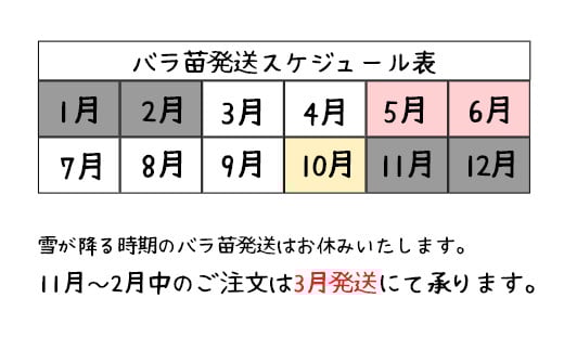 <色で選べる♪>花巻温泉バラ園で育った「バラ中苗」5号サイズ -白-<2026年3月より発送> 【1859】