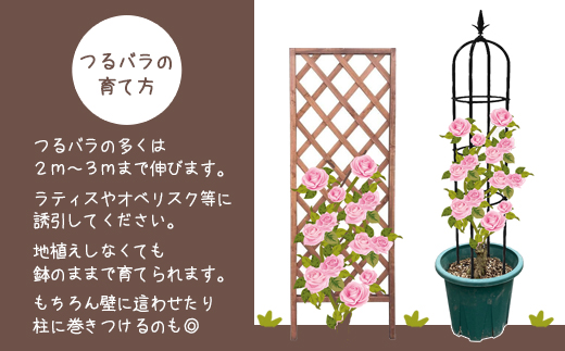 花巻温泉バラ園で育った「つるバラ大苗」7号サイズ -ピンク-  【1916】