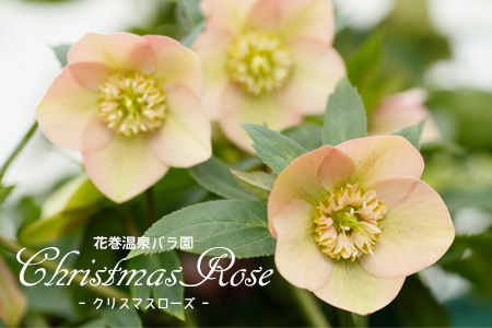 【2本セット】花巻温泉バラ園で育った「クリスマスローズ」苗<2026年2月上旬より順次発送> 【2167】