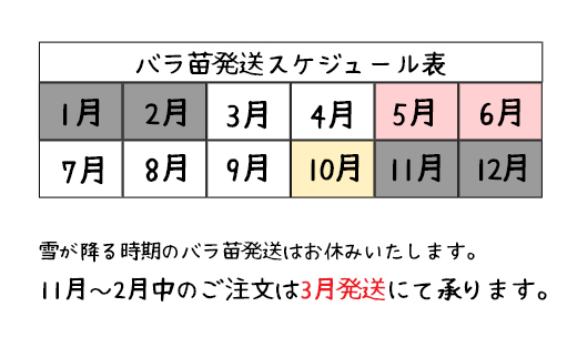 【3本セット】花巻温泉バラ園で育ったバラ中苗 5号サイズ 【2328】