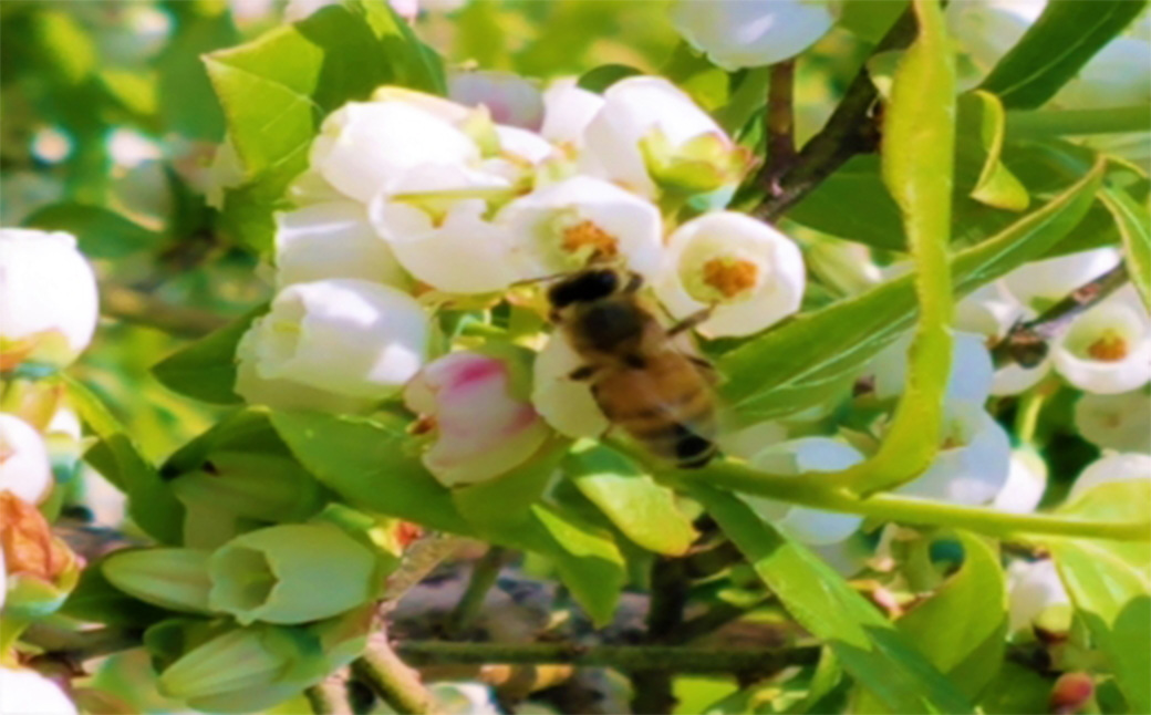 【無農薬有機栽培ブルーベリー使用】　宮沢賢治の里　いわて　ブルーベリーはちみつ 【520】