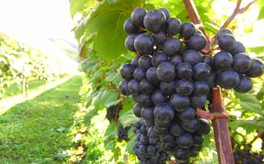 ロースラー ワイン KANTA WINE 2024（赤） 750ml×1本 【711】