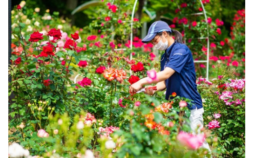 花巻温泉バラ園 オリジナル品種「オリンピアローズ2020」 新苗 <2026年6月より随時発送>【914】