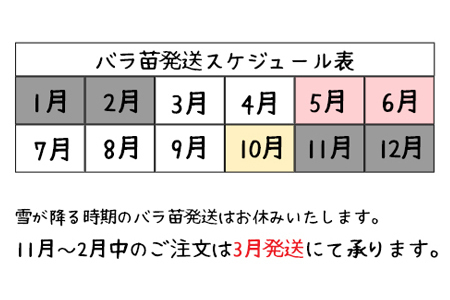 花巻温泉バラ園で育った「つるバラ大苗」7号サイズ -ピンク-  【1916】