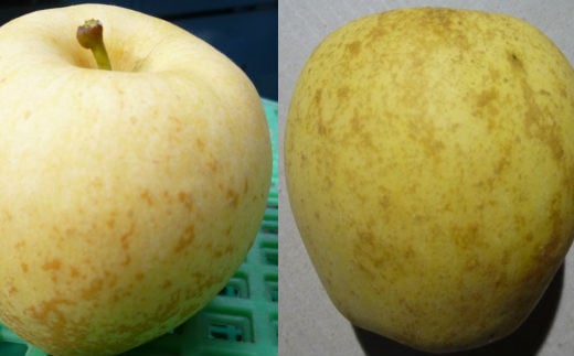 花巻産　純情はるか2.5kg＜自家用＞（8個～10個） 【2041】