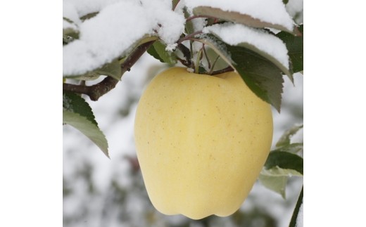 【数量・季節限定】岩手が生んだ究極のりんご『冬恋はるか』2.5kg　≪予約受付≫ 【570】