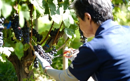 大迫佐藤葡萄園赤ワイン2本セット（ツヴァイゲルト・メルロー） 【649】