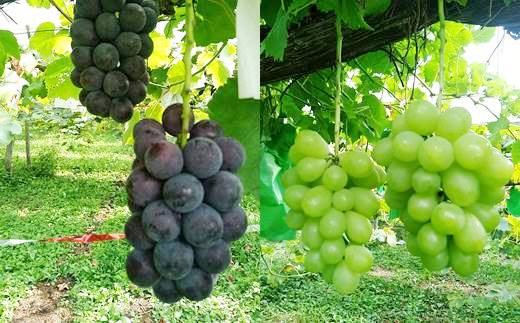 ぶどうジュース 3種飲み比べ 500ml×3本セット 【751】