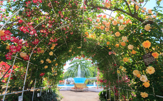 花巻温泉バラ園 オリジナル品種「オリンピアローズ2020」 新苗 <2026年6月より随時発送>【914】