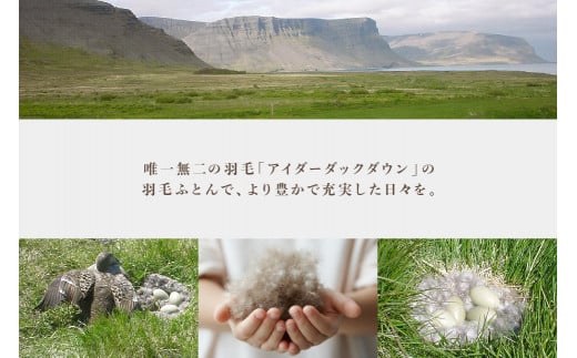 アイダー 羽毛布団 セミダブル 掛け ［ウォルター・ピンク］アイスランド アイダーダック ダウン95％ 【富士新幸 花巻工房】 【1594】