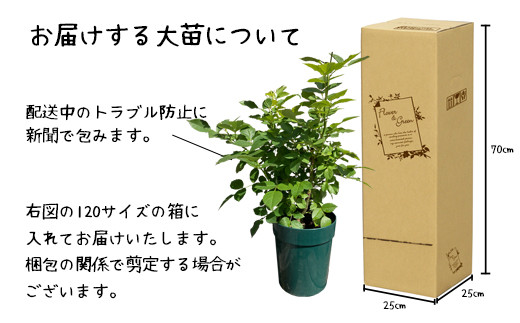 花巻温泉バラ園で育った「バラ大苗」7号サイズ -白- 【1662】