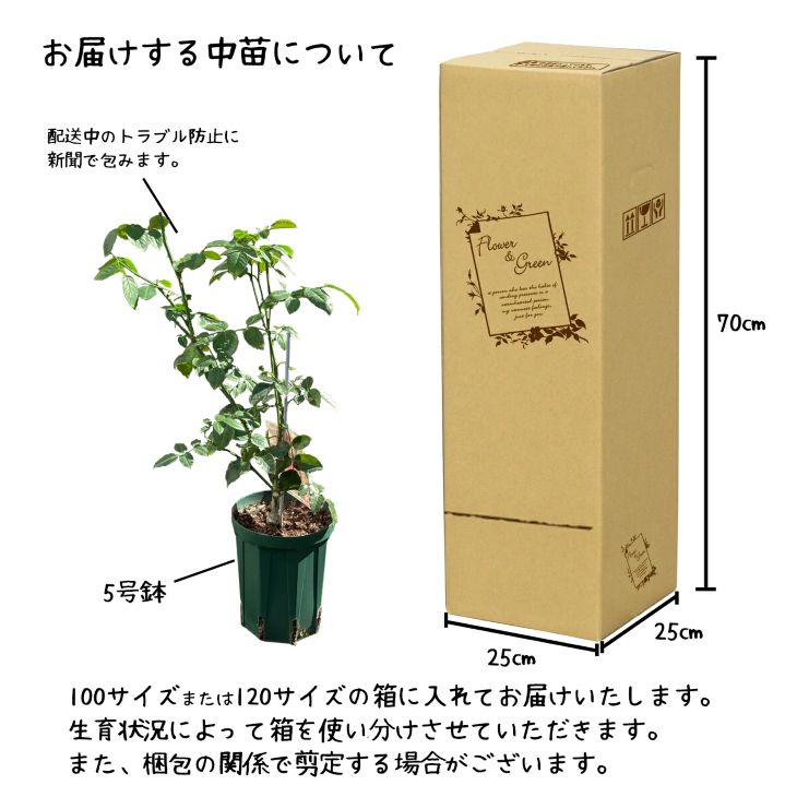 <園長セレクト♪>花巻温泉バラ園で育った「バラ中苗」5号サイズ -園長におまかせ-<2026年3月より発送> 【1856】