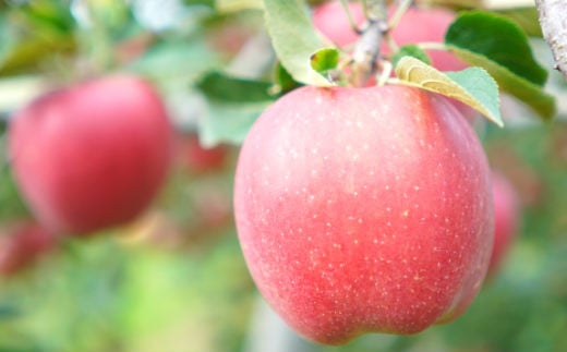 数量限定！【生産者支援品】イーハトーヴご家庭用りんご約1.5～2kg（5～6個） 【2044】