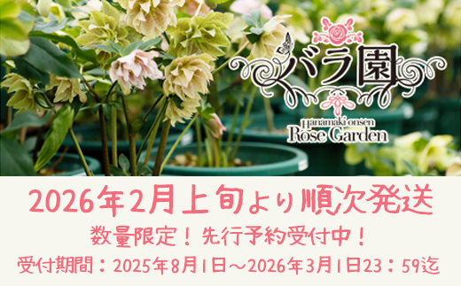 【2本セット】花巻温泉バラ園で育った「クリスマスローズ」苗<2026年2月上旬より順次発送> 【2167】