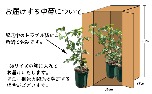 【3本セット】花巻温泉バラ園で育ったバラ中苗 5号サイズ 【2328】