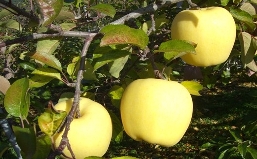 【数量・季節限定】岩手が生んだ究極のりんご『冬恋はるか』2.5kg　≪予約受付≫ 【570】